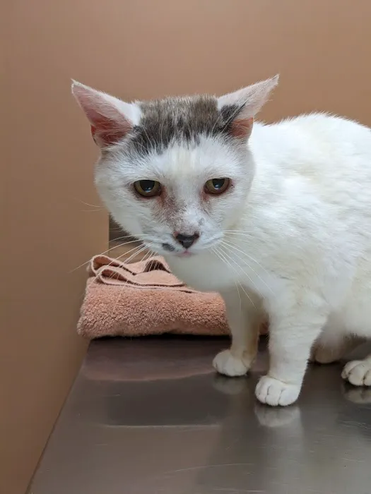Dearborn County Animal Clinic Picture 7