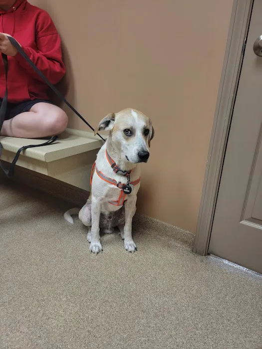 Dearborn County Animal Clinic Picture 10