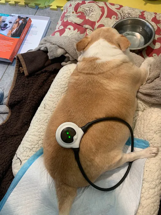 Infinite PawsAbilities Picture 2