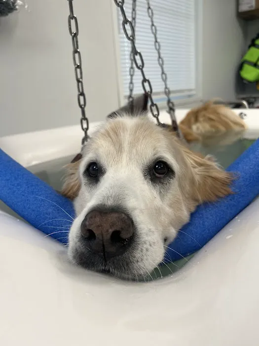Infinite PawsAbilities Picture 1