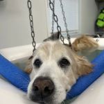 Infinite PawsAbilities
