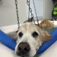 Infinite PawsAbilities ico