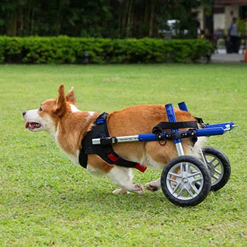 Infinite PawsAbilities Picture 4