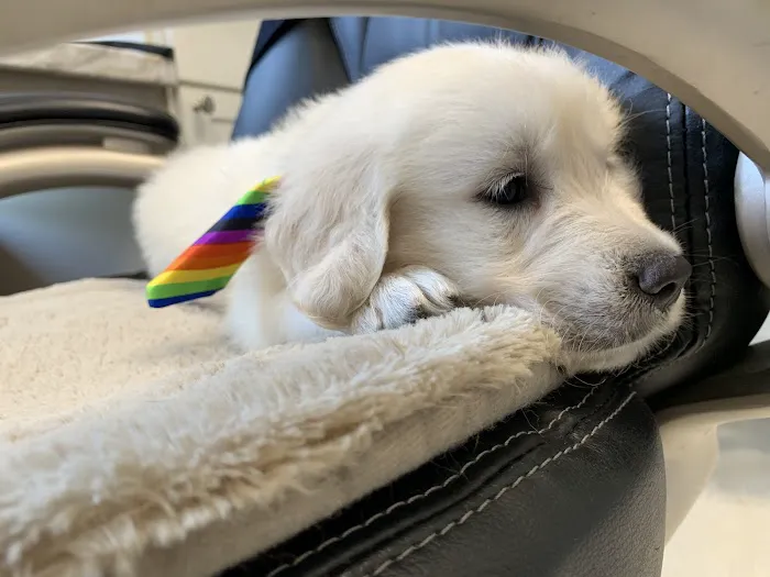 Pet's Choice Animal Hospital Picture 6