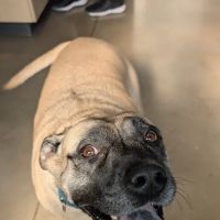 Thrive Pet Healthcare - New Braunfels ico