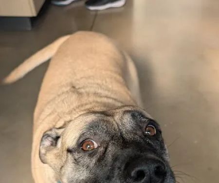 Thrive Pet Healthcare - New Braunfels