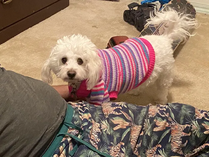 Thrive Pet Healthcare - New Braunfels Picture 4