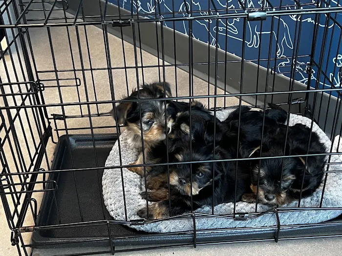 Thrive Pet Healthcare - New Braunfels Picture 6