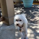 Clear Springs Veterinary, Dr. Brandon McBride