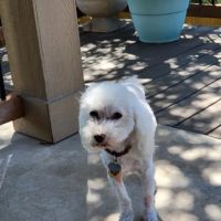 Clear Springs Veterinary, Dr. Brandon McBride ico