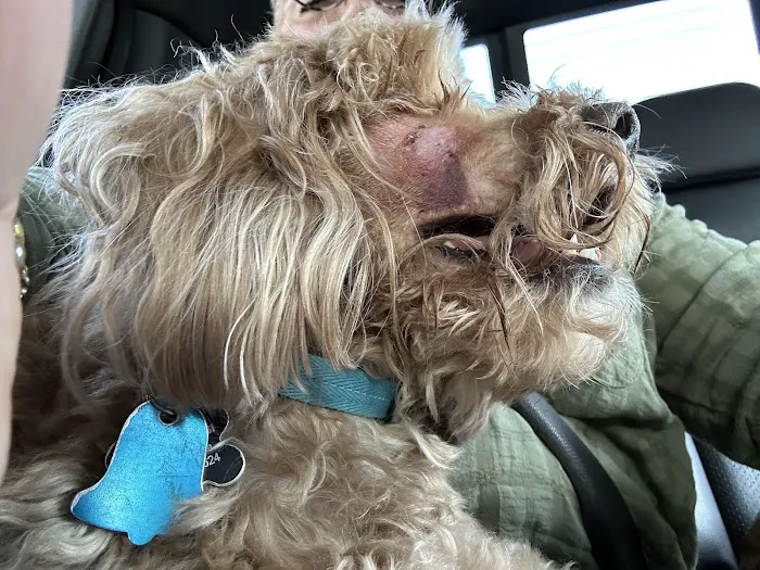 Cutting Edge Pet Clinic Picture 6