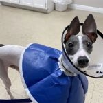 Fair Oaks Ranch Veterinary