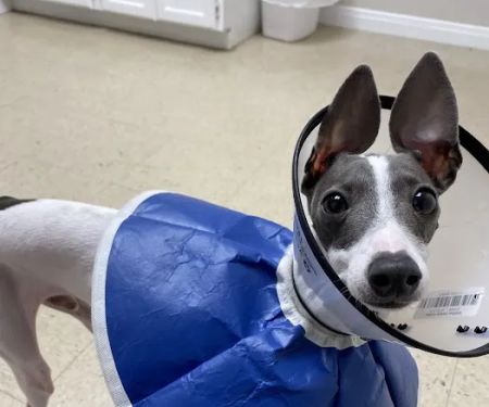 Fair Oaks Ranch Veterinary