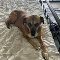 Kendall County Veterinary Center ico