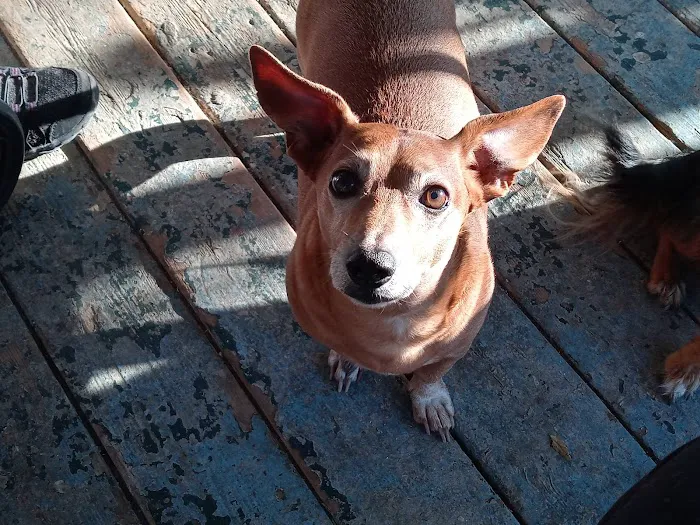 Bulverde Animal Hospital Picture 10
