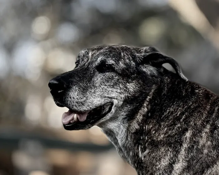 Stepping Stone Veterinary Care Picture 1