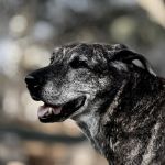 Stepping Stone Veterinary Care