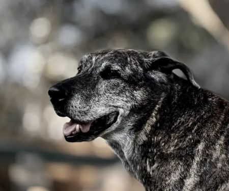 Stepping Stone Veterinary Care