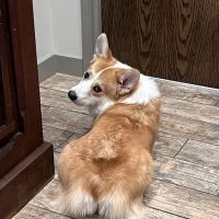 Animal Eye Clinic ico