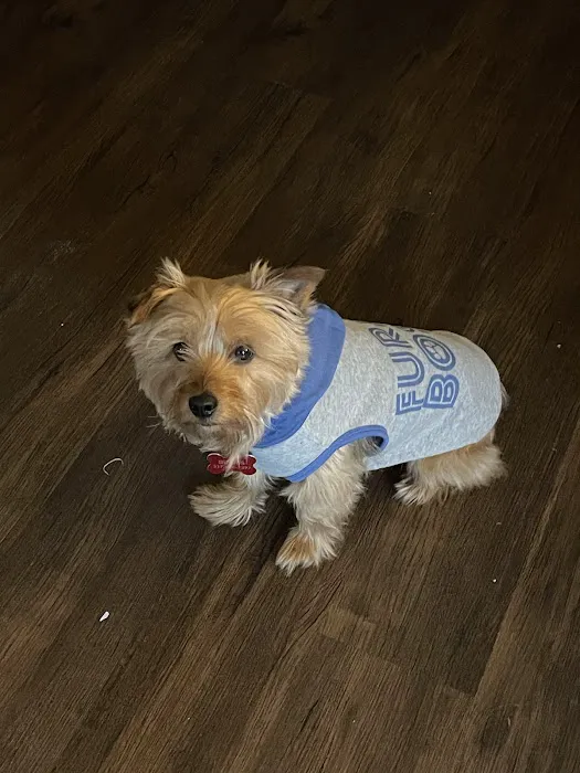 Springmill Pet Wellness Clinic Picture 10
