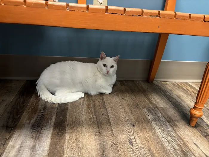 All-Star Veterinary Clinic Picture 2