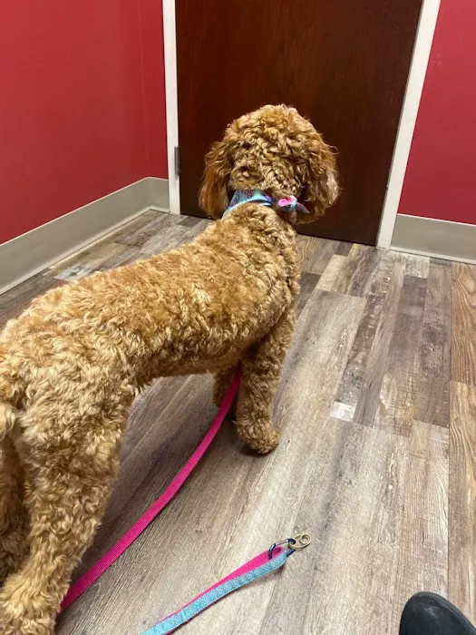 All-Star Veterinary Clinic Picture 9