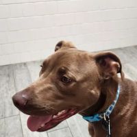 Town & Country Veterinary Clinic ico