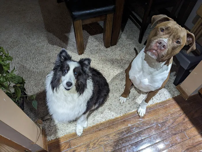 Town & Country Veterinary Clinic Picture 6