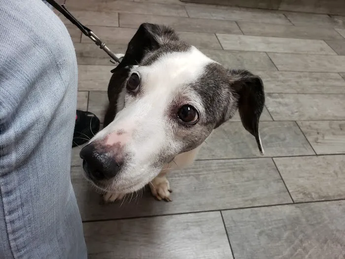 Town & Country Veterinary Clinic Picture 8