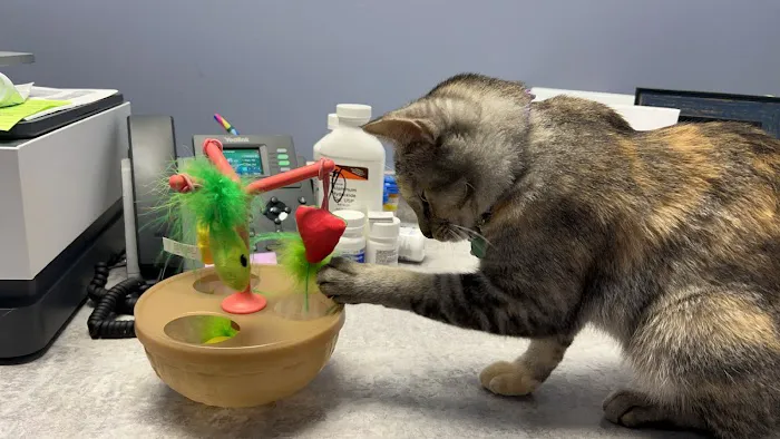 VetCheck Pet Urgent Care Center Bloomington Picture 3