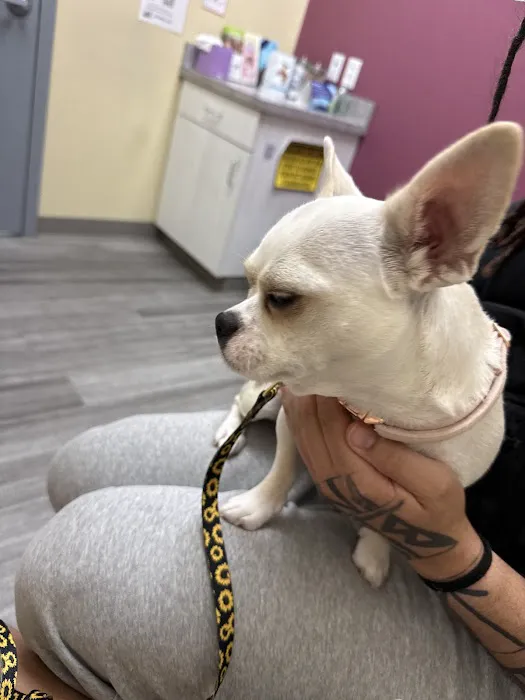 VetCheck Pet Urgent Care Center Bloomington Picture 7