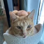 Combs Veterinary Clinic