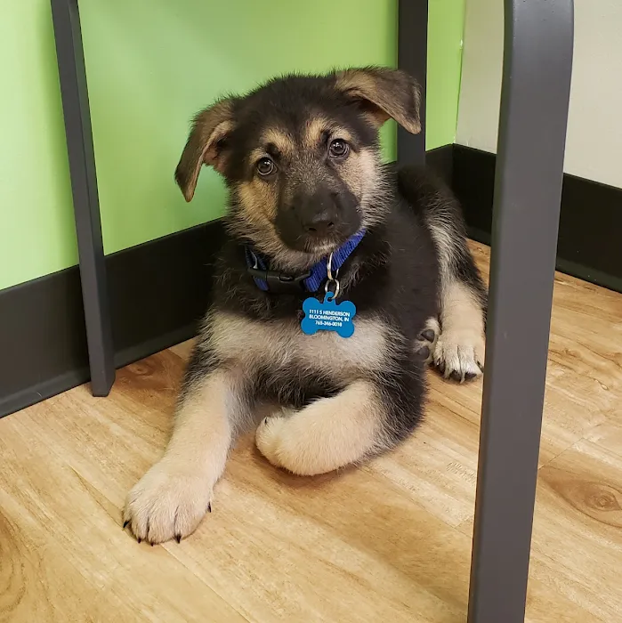 Furry Friends Veterinary Hospital Picture 9