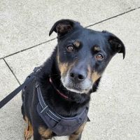 Furry Friends Veterinary Hospital ico