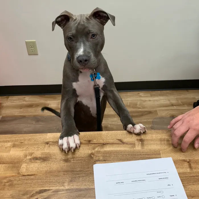 Furry Friends Veterinary Hospital Picture 10