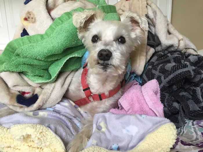 Furry Friends Veterinary Hospital Picture 7