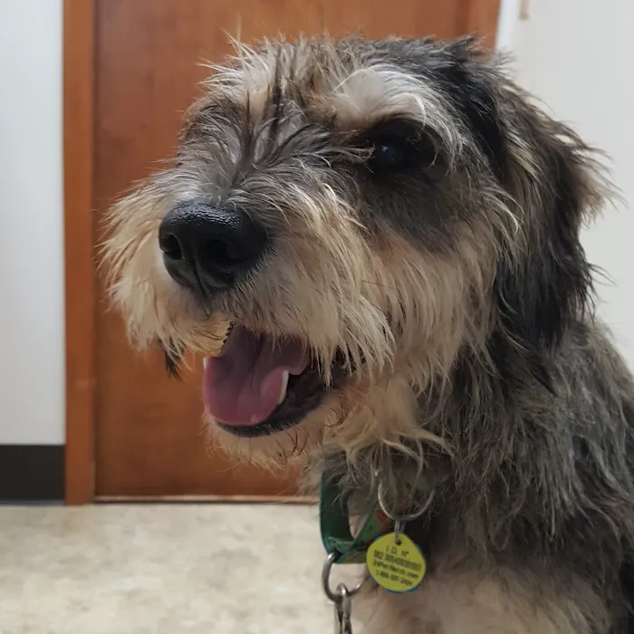 Furry Friends Veterinary Hospital Picture 6