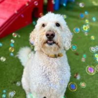 BloomingPaws Clinic Resort & Spa ico