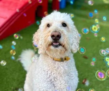 BloomingPaws Clinic Resort & Spa