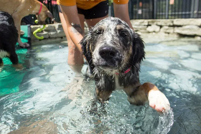 BloomingPaws Clinic Resort & Spa Picture 4