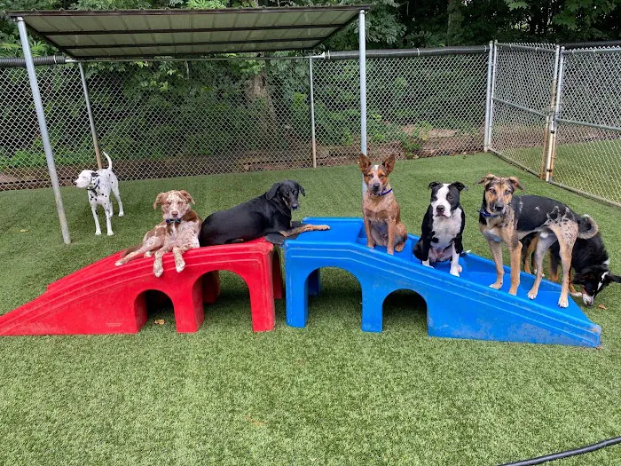 BloomingPaws Clinic Resort & Spa Picture 6
