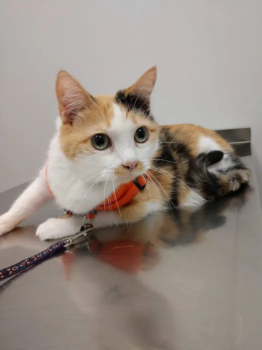 Arlington Heights Veterinary Hospital - South Picture 2