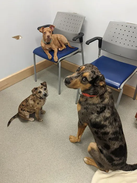 Arlington Heights Veterinary Hospital - South Picture 9