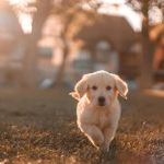 Arlington Heights Veterinary Hospital - South
