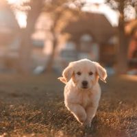 Arlington Heights Veterinary Hospital - South ico