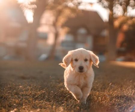 Arlington Heights Veterinary Hospital - South