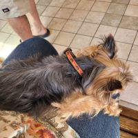 Royer Veterinary Services ico