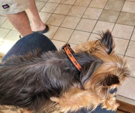 Royer Veterinary Services