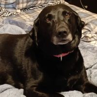 Tucker Veterinary Clinic ico