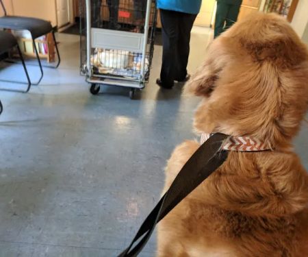 Eastside Veterinary Hospital
